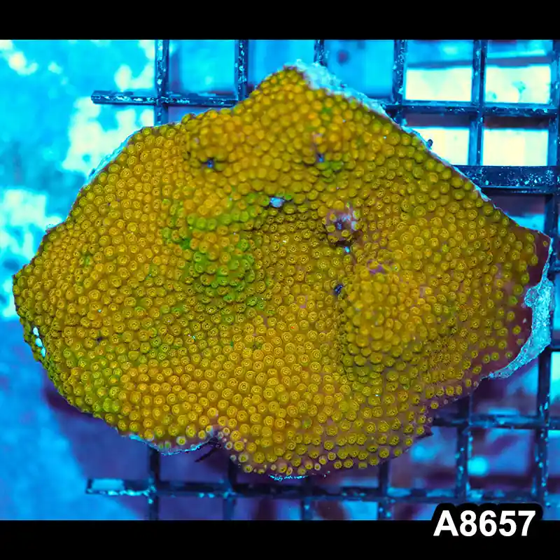 Item#A8657IN8657(M) WYSIWYG Aussie Ultra Unique Grafted Gold Cyphastrea Colony - Zooxae