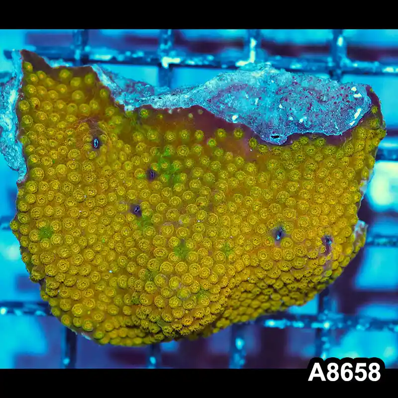 Item#A8658IN8658(M) WYSIWYG Aussie Ultra Unique Grafted Gold Cyphastrea Colony - Zooxae