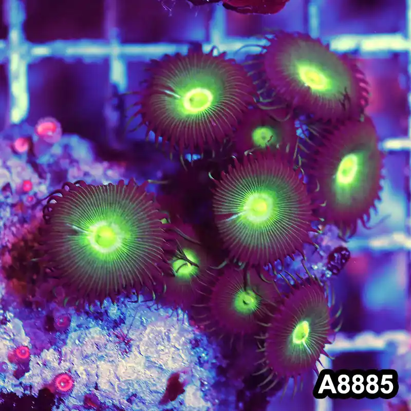 Item#A8885QT8885(S) WYSIWYG Indo Ultra Palythoa Frag - Zooxae