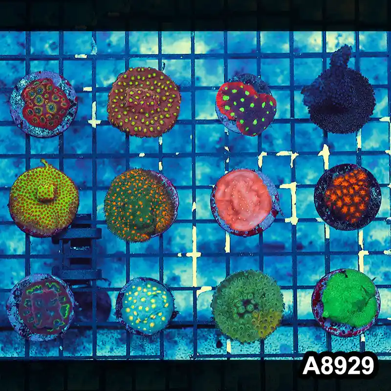 Item#A8929FRM892(M) Hand Selected Cultured Ultra Encruster 12pc Frag Pack - Zooxae