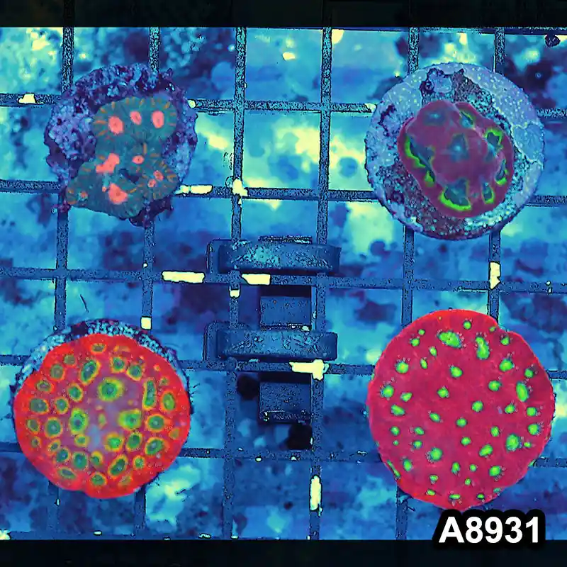 Item#A8931FRM8931(S) Hand Selected Cultured Ultra Favites 4pc Frag Pack - Zooxae