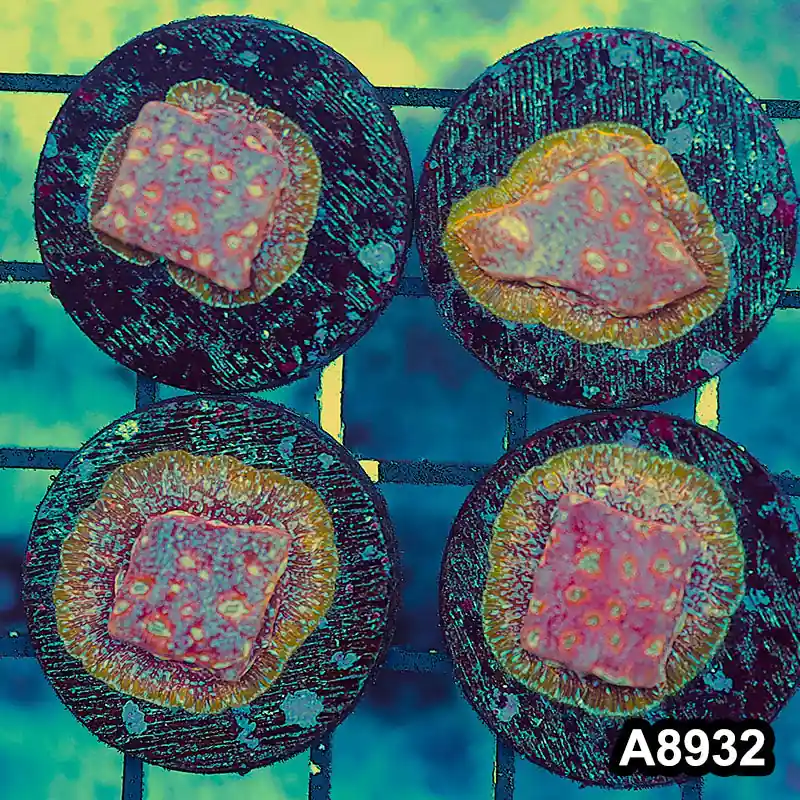 Item#A8932FRM8932(S) Hand Selected Cultured Klepto Lepto 4pc Frag Pack - Zooxae