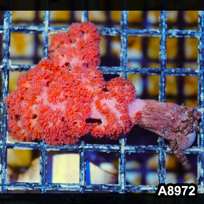 Item#A8972LW8972(M) WYSIWYG Indo Cultured Ultra Dendronephtya Colony - Zooxae