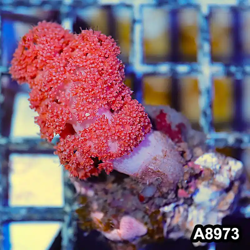 Item#A8973LW8973(M) WYSIWYG Indo Cultured Ultra Dendronephtya Colony - Zooxae