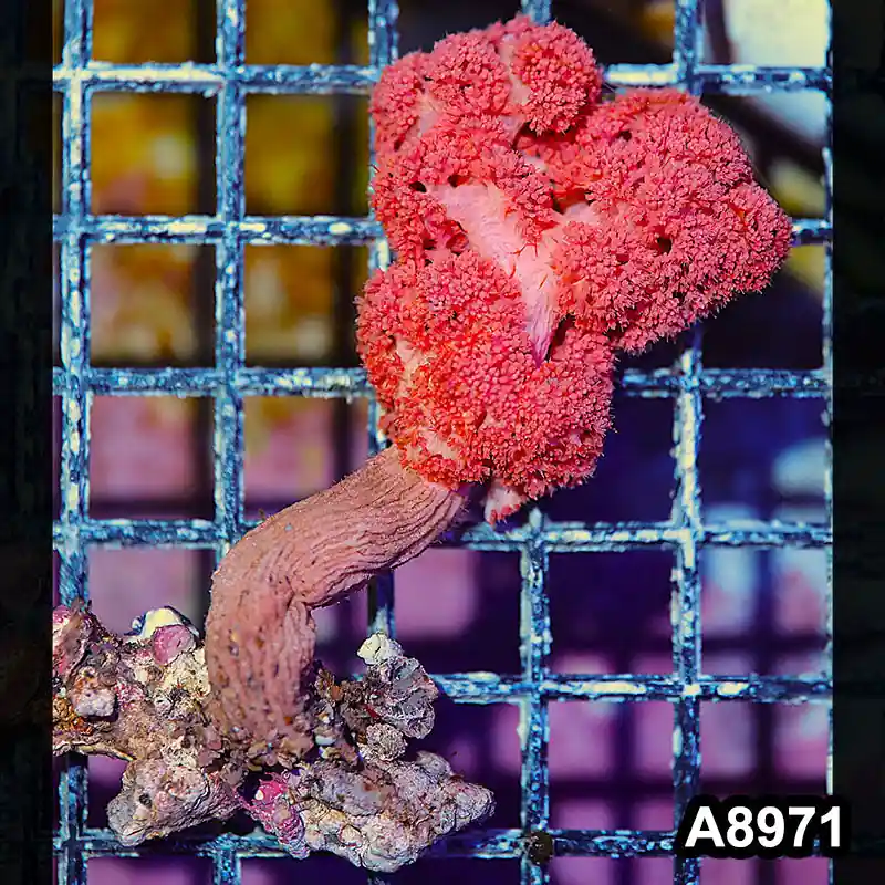 Item#A8971LW8971(M) WYSIWYG Indo Cultured Ultra Dendronephtya Colony - Zooxae