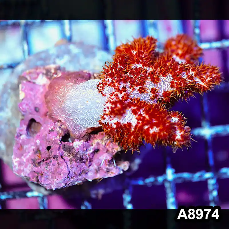 Item#A8974LW8974(M) WYSIWYG Indo Cultured Ultra Dendronephtya Colony - Zooxae