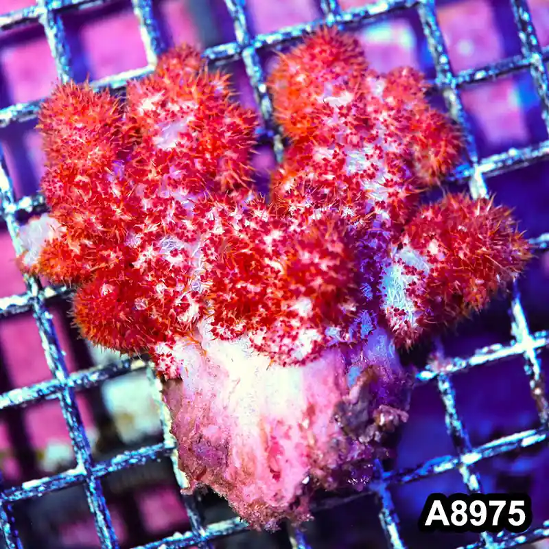 Item#A8975LW8975(M) WYSIWYG Indo Cultured Ultra Dendronephtya Colony - Zooxae