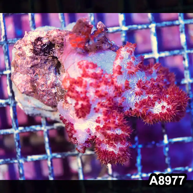 Item#A8977LW8977(M) WYSIWYG Indo Cultured Ultra Dendronephtya Colony - Zooxae