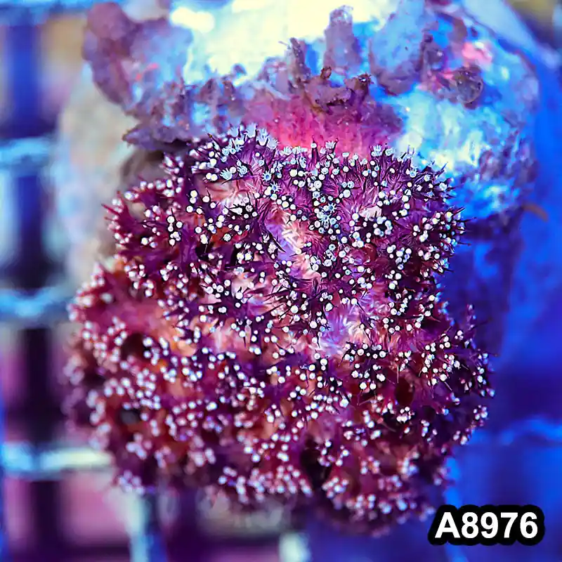 Item#A8976LW8976(M) WYSIWYG Indo Cultured Ultra Dendronephtya Colony - Zooxae
