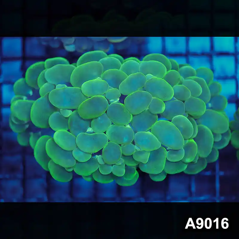 Item#A9016LW9016(L) WYSIWYG Indo Cultured Neon Bubble Coral - Zooxae