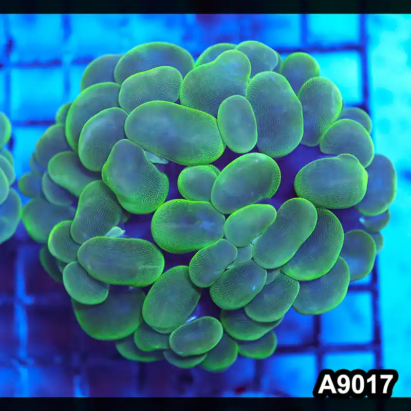 Item#A9017LW9017(M) WYSIWYG Indo Cultured Ultra Bubble Coral - Zooxae
