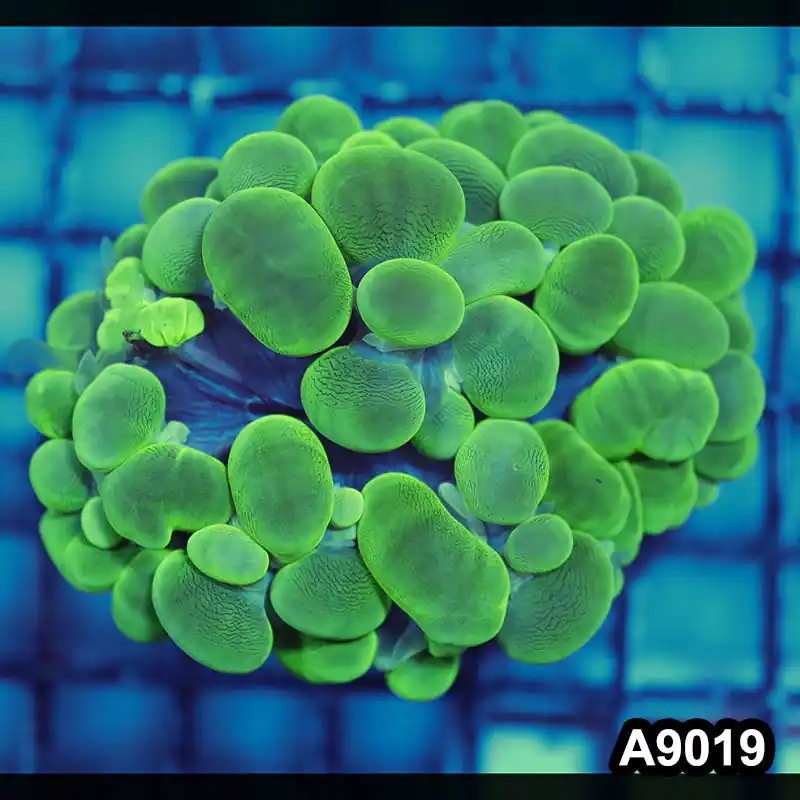 Item#A9019LW9019(M) WYSIWYG Indo Cultured Ultra Neon Bubble Coral - Zooxae