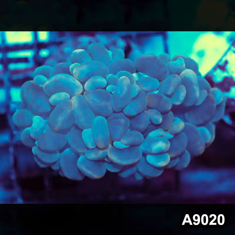 Item#A9020LW9020(M) WYSIWYG Indo Cultured Ultra Unique Bubble Coral - Zooxae