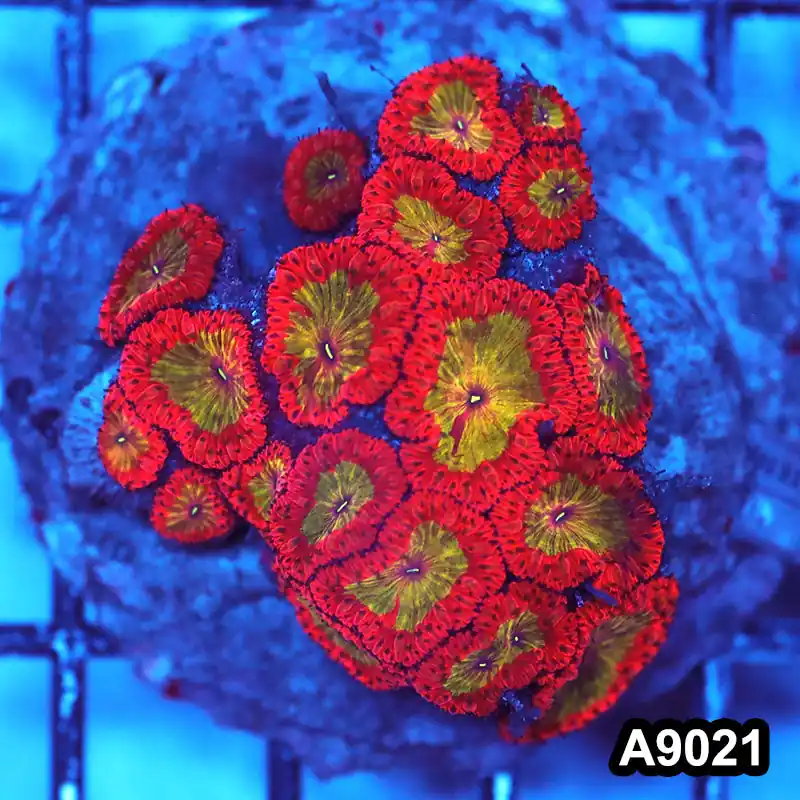 Item#A9021LW9021(M) WYSIWYG Indo Cultured Ultra Rare Blastomussa Colony - Zooxae