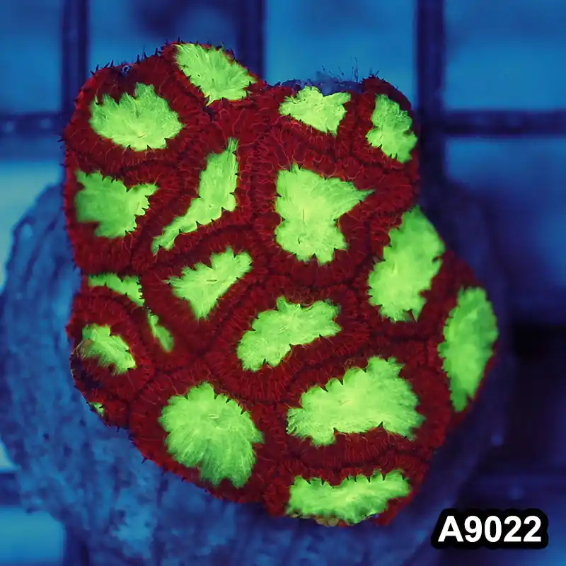 Item#A9022LW9022(M) WYSIWYG Indo Cultured Ultra Unique Neon Blastomussa Colony - Zooxae