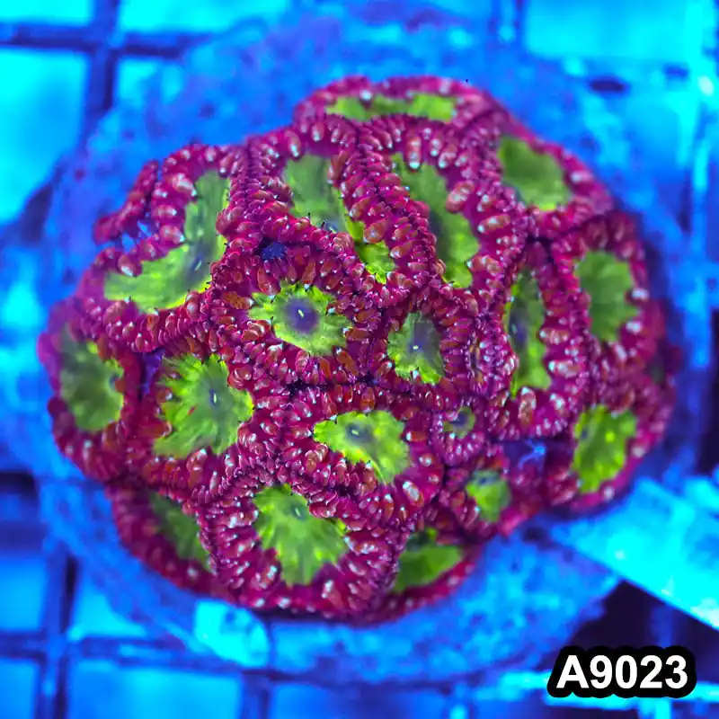 Item#A9023LW9023(M) WYSIWYG Indo Cultured Ultra Rare Blastomussa Colony - Zooxae