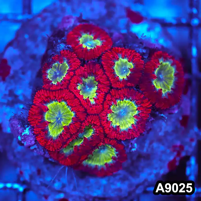 Item#A9025LW9025(M) WYSIWYG Indo Cultured Ultra Unique Blastomussa Colony - Zooxae