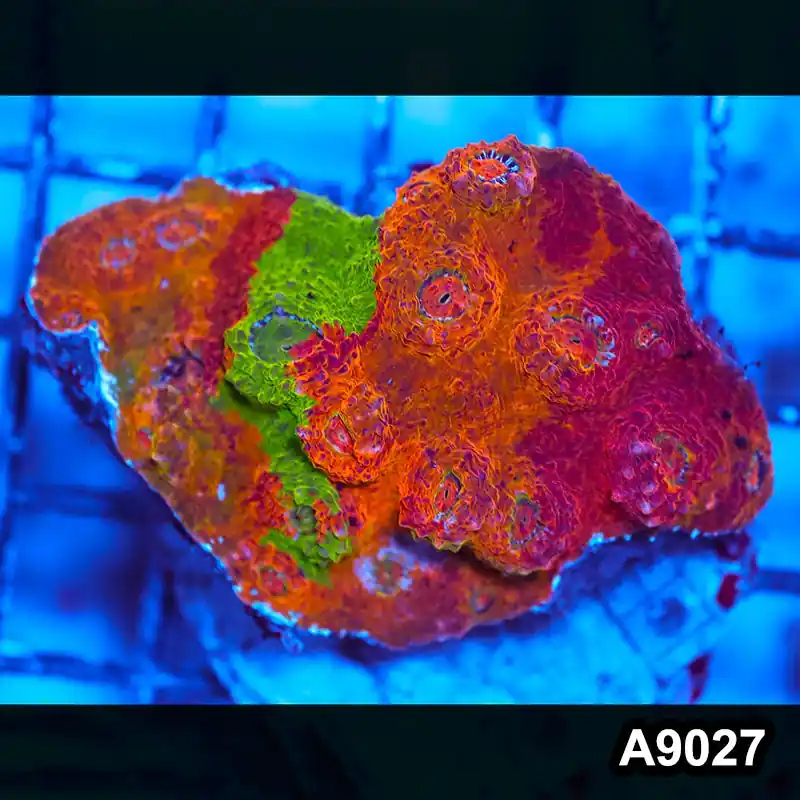 Item#A9027LW9027(M) WYSIWYG Indo Cultured Ultra Unique Rainbow Chalice Colony - Zooxae