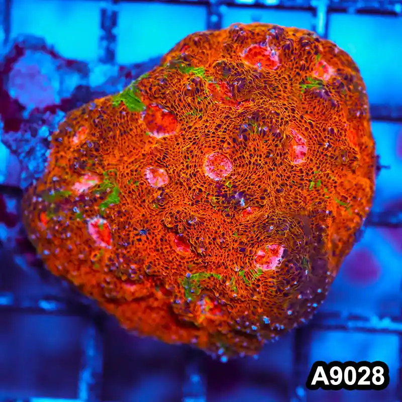 Item#A9028LW9028(M) WYSIWYG Indo Cultured Ultra Unique Rainbow Chalice Colony - Zooxae