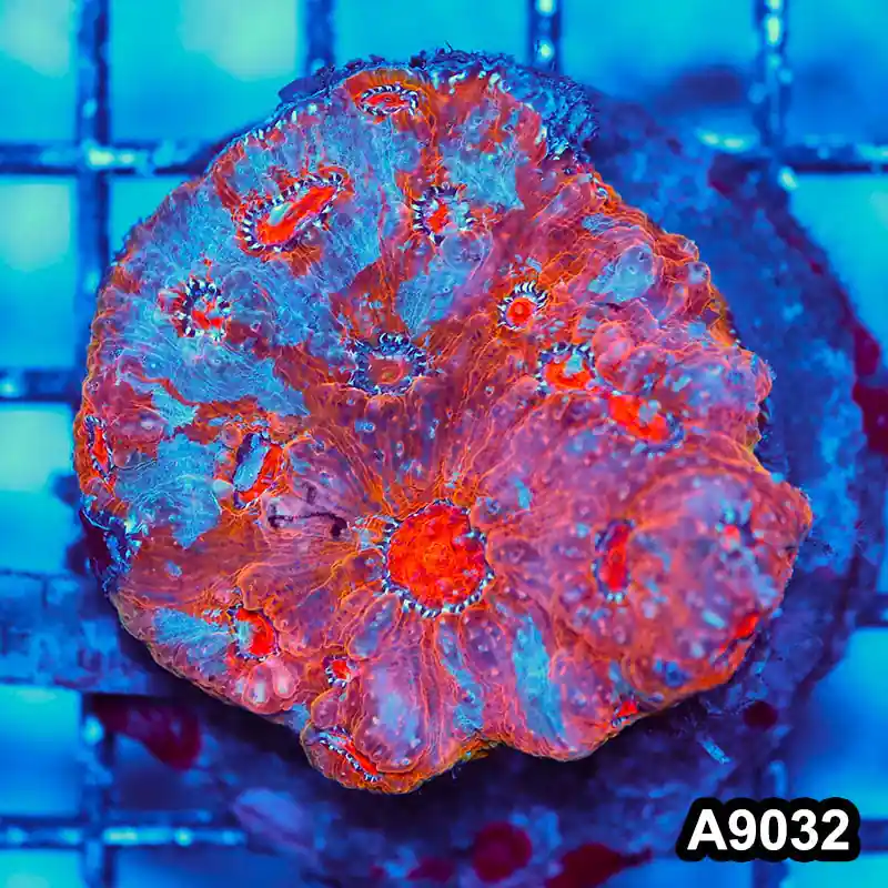 Item#A9032LW9032(M) WYSIWYG Indo Cultured Ultra Unique Rainbow Chalice Colony - Zooxae