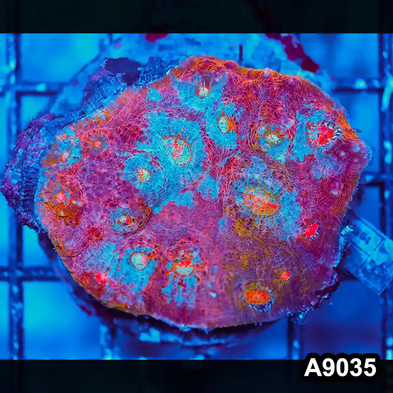Item#A9035LW9035(M) WYSIWYG Indo Cultured Ultra Unique Rainbow Chalice Colony - Zooxae