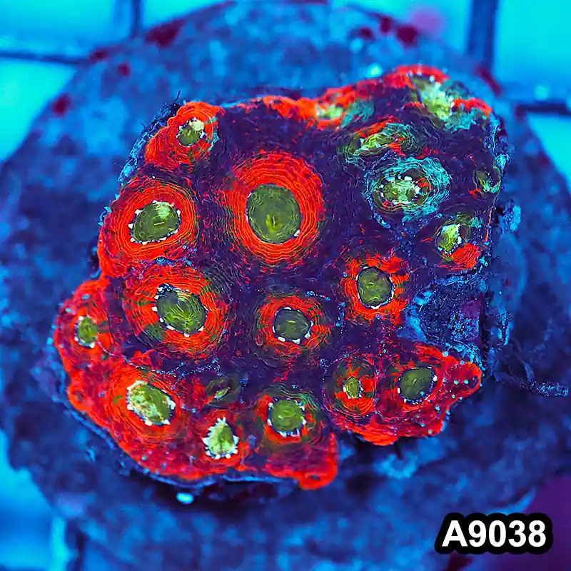 Item#A9038LW9038(M) WYSIWYG Indo Cultured Ultra Unique Acanthastrea Echinata Colony - Zooxae