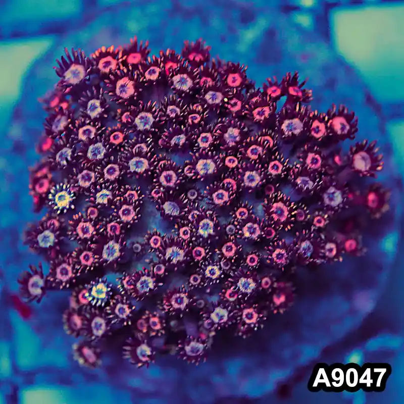 Item#A9047LW9047(M) WYSIWYG Indo Cultured Ultra Unique Goniopora Colony - Zooxae
