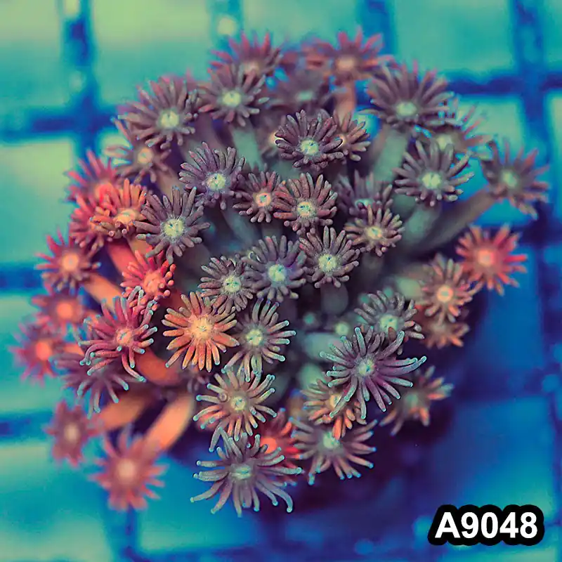 Item#A9048LW9048(M) WYSIWYG Indo Cultured Unique Rainbow Goniopora Colony - Zooxae