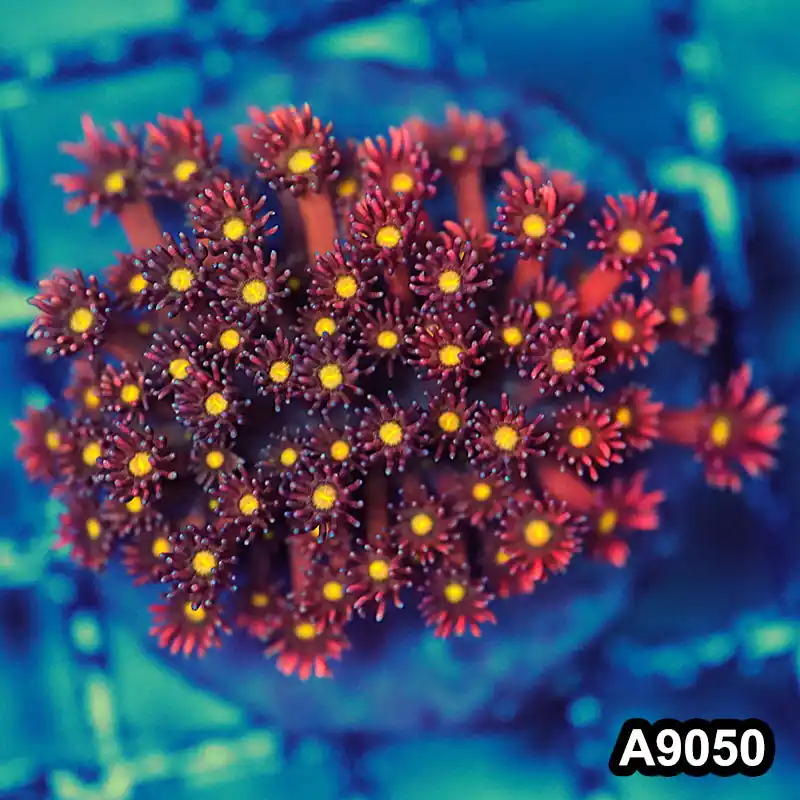 Item#A9050LW9050(M) WYSIWYG Indo Cultured Unique Rainbow Goniopora Colony - Zooxae