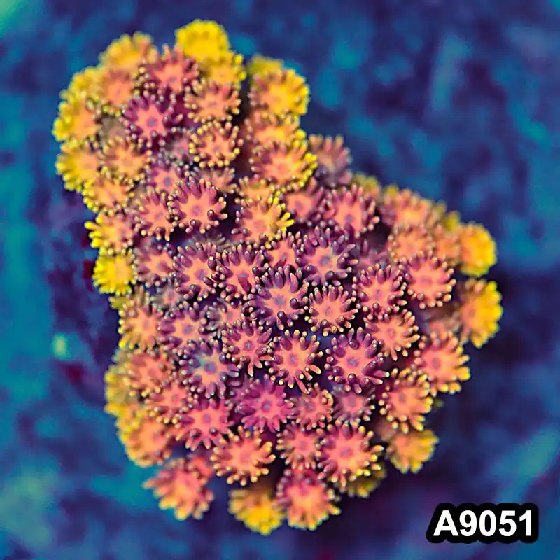 Item#A9051LW9051(S) WYSIWYG Indo Cultured Unique Rainbow Goniopora Colony - Zooxae