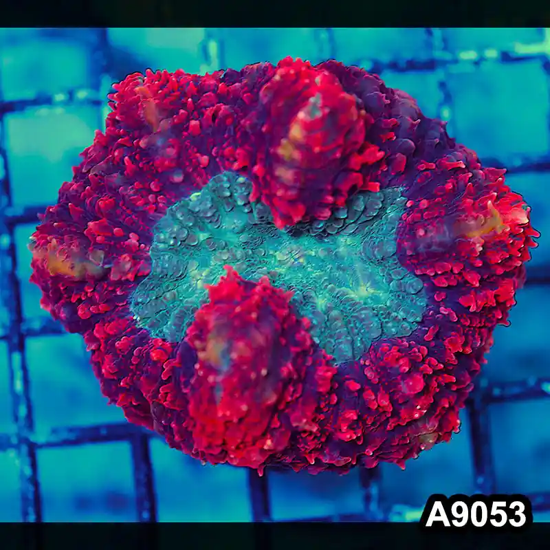 Item#A9053LW9053(M) WYSIWYG Indo Cultured Ultra Red Lobophyllia Colony - Zooxae