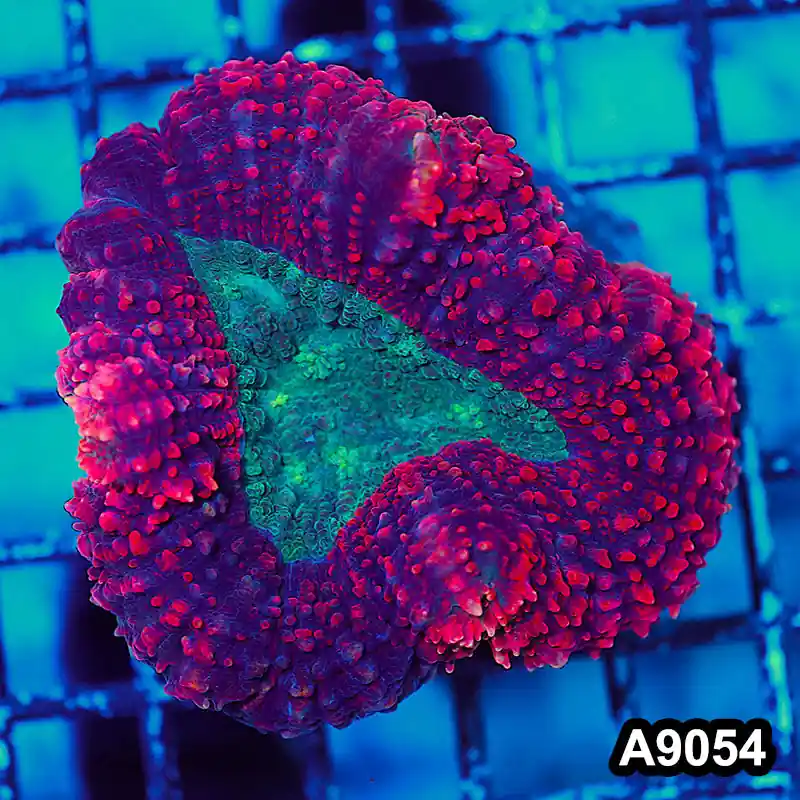 Item#A9054LW9054(M) WYSIWYG Indo Cultured Ultra Red Lobophyllia Colony - Zooxae