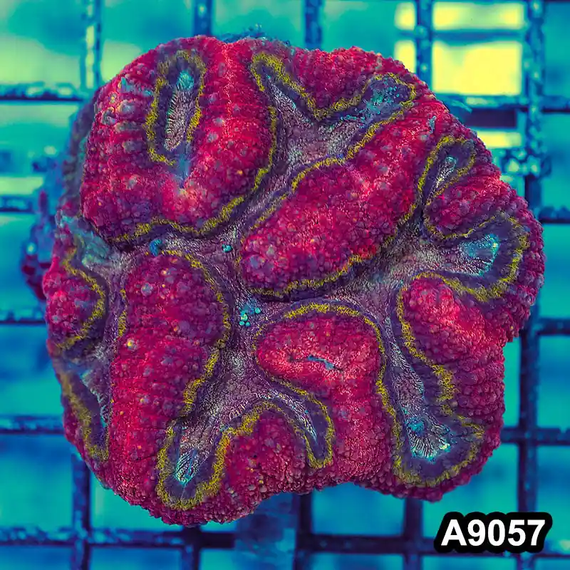 Item#A9057LW9057(M) WYSIWYG Indo Cultured Rare Rainbow Symphyllia Colony - Zooxae