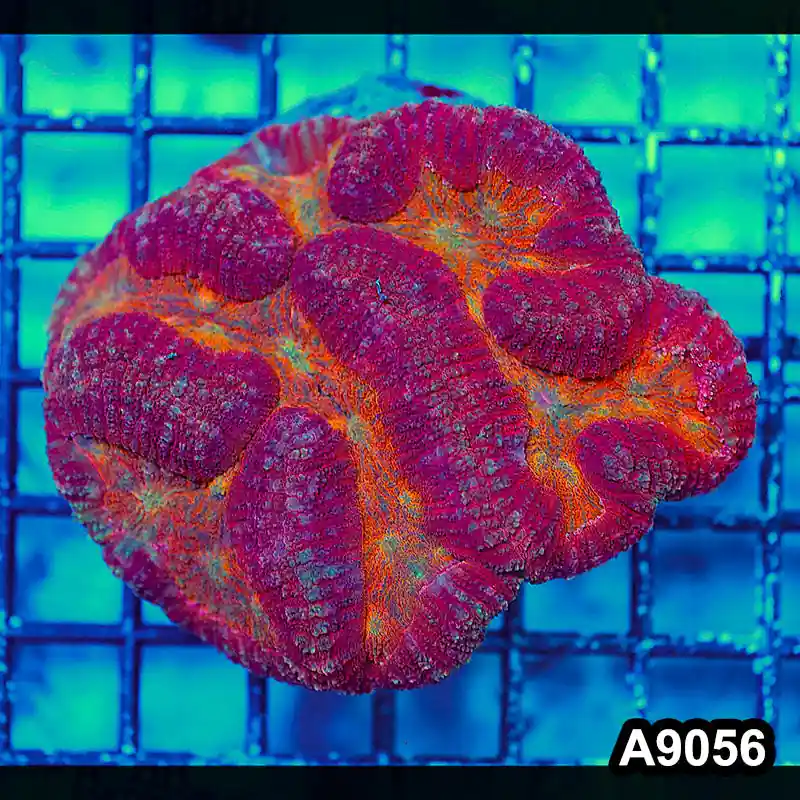 Item#A9056LW9056(M) WYSIWYG Indo Cultured Rare Rainbow Symphyllia Colony - Zooxae