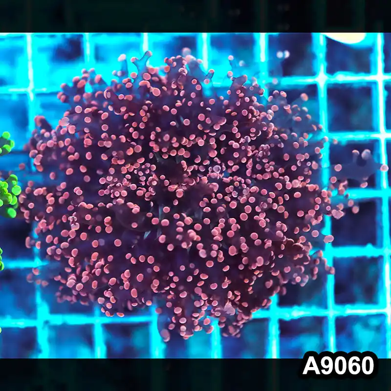 Item#A9060LW9060(M) WYSIWYG Indo Cultured Ultra Pink Tip Octo Frogspawn Colony - Zooxae