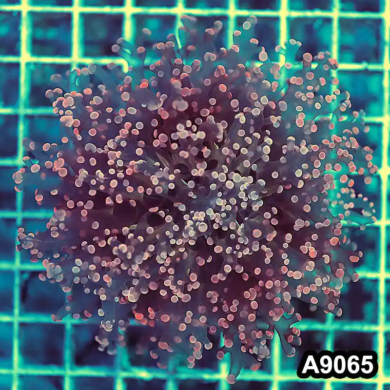 Item#A9065LW9065(M) WYSIWYG Indo Cultured Ultra Pink Tip Octo Frogspawn Colony - Zooxae