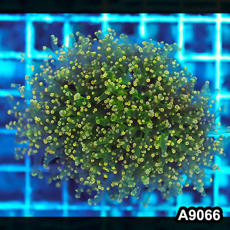 Item#A9066LW9066(M) WYSIWYG Indo Cultured Ultra Unique Yellow Octo Frogspawn Colony - Zooxae