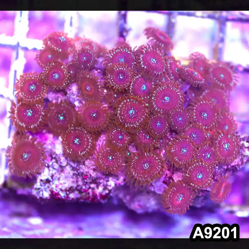 Item#A9201LP9201(M) WYSIWYG Indo Magician Zoanthid Colony - Zooxae