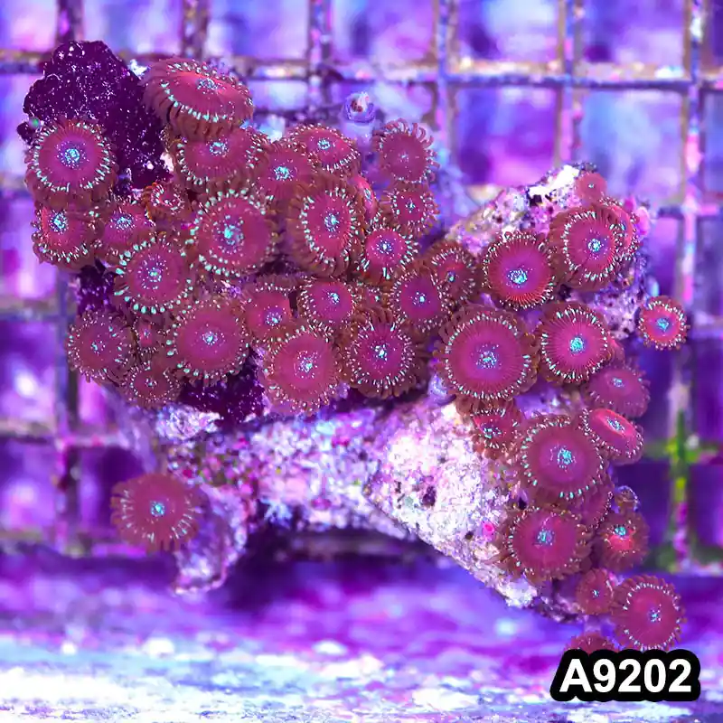 Item#A9202LP9202(M) WYSIWYG Indo Magician Zoanthid Colony - Zooxae