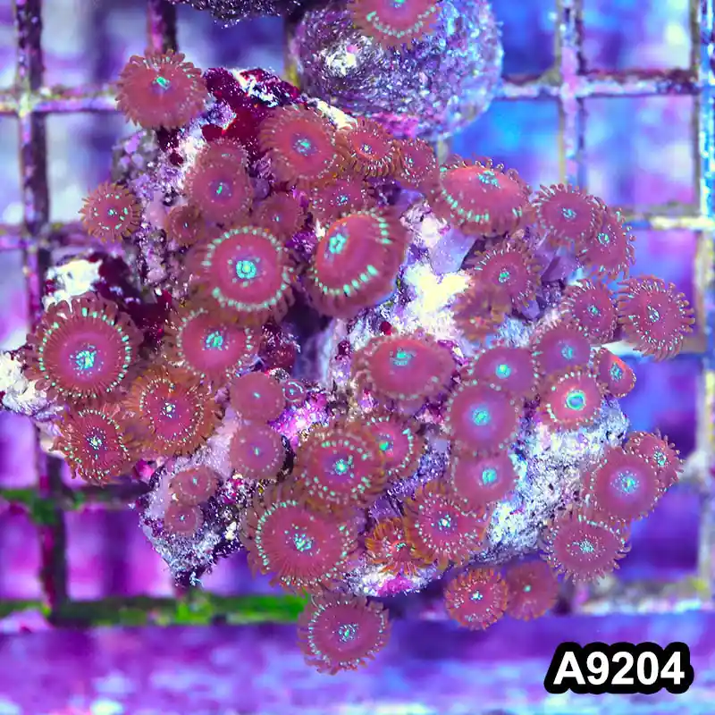 Item#A9204LP9204(M) WYSIWYG Indo Magician Zoanthid Colony - Zooxae