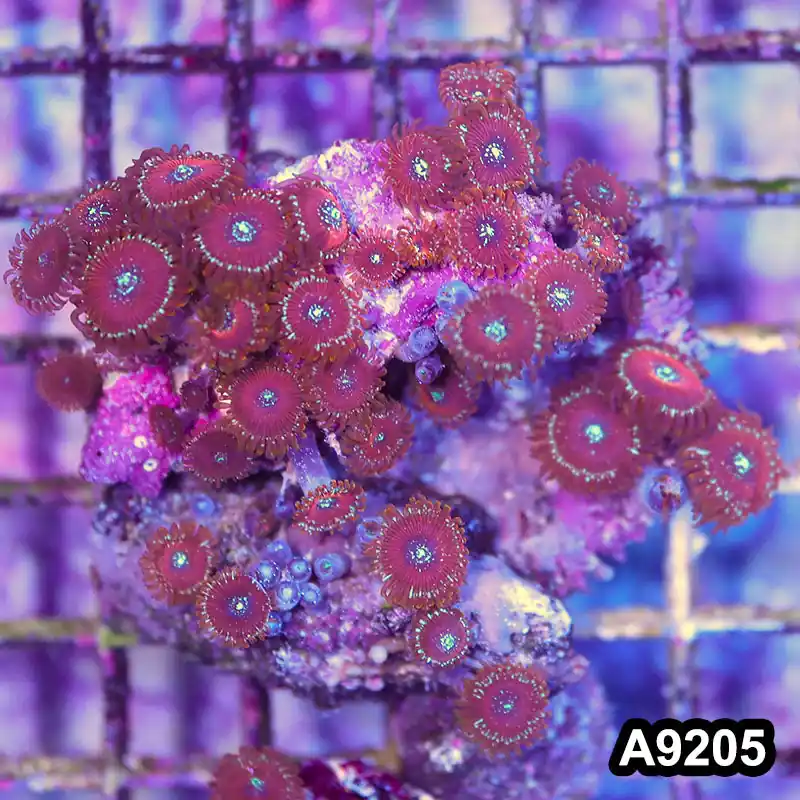 Item#A9205LP9205(M) WYSIWYG Indo Magician Zoanthid Colony - Zooxae