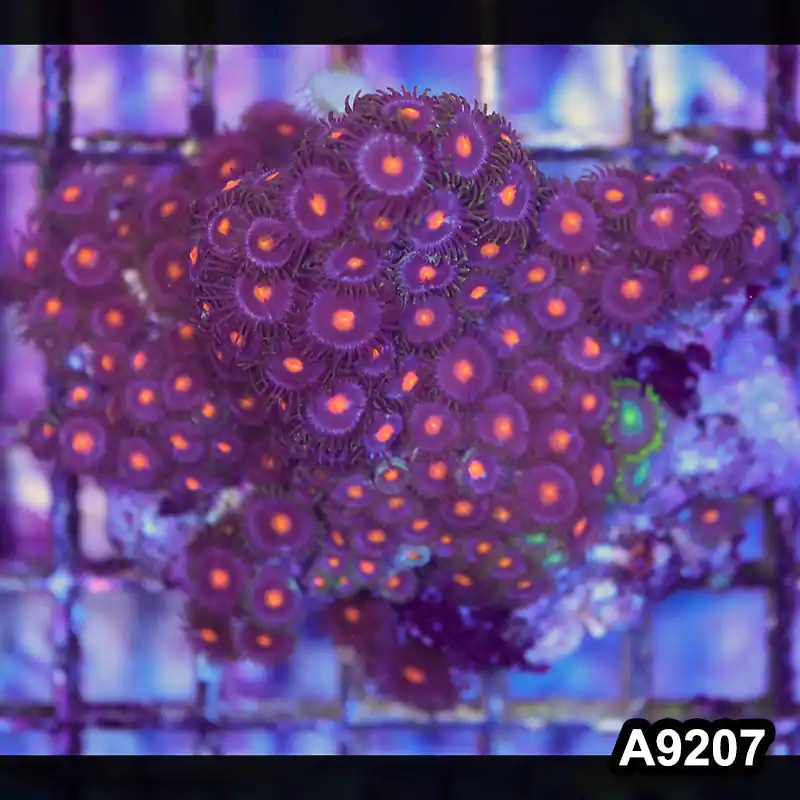 Item#A9207LP9207(M) WYSIWYG Indo Ultra Zoanthid Colony - Zooxae