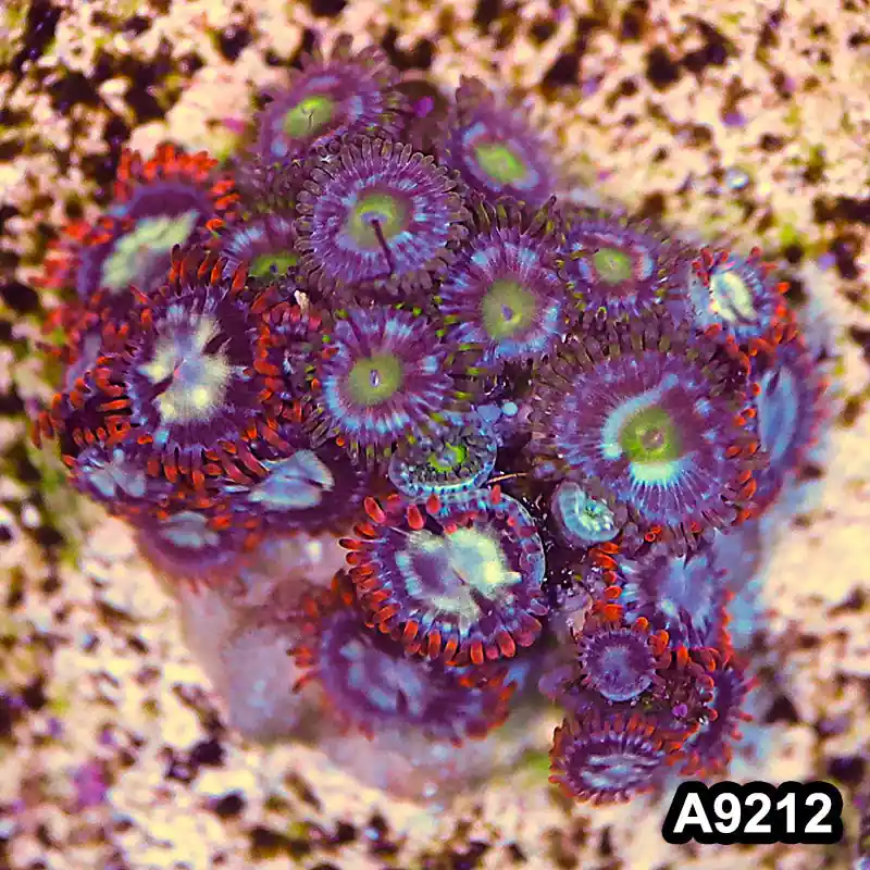 Item#A9212LP9212(S) WYSIWYG Vietnam Ultra Zoanthid Frag - Zooxae