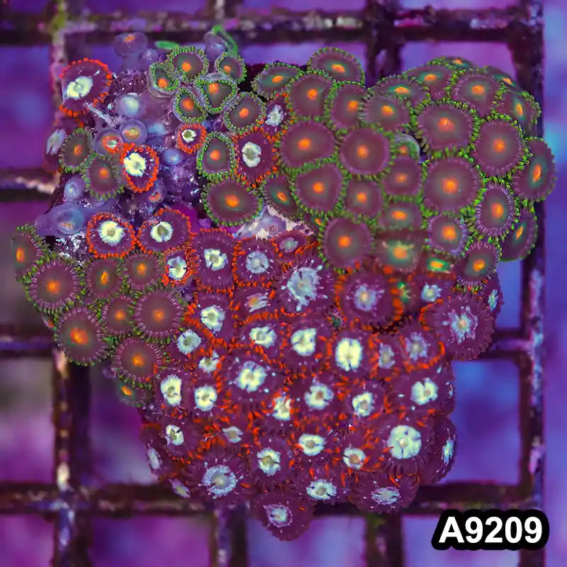 Item#A9209LP9209(S) WYSIWYG Indo Ultra Zonanthid Mini Combo - Zooxae