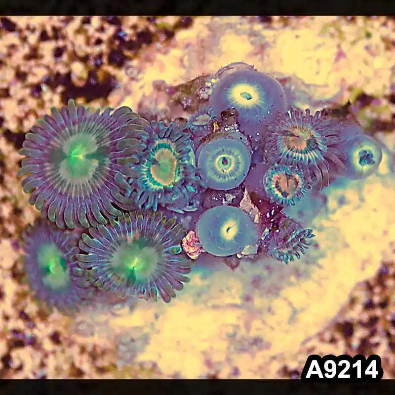 Item#A9214LP9214(S) WYSIWYG Vietnam Ultra Zoanthid Frag - Zooxae