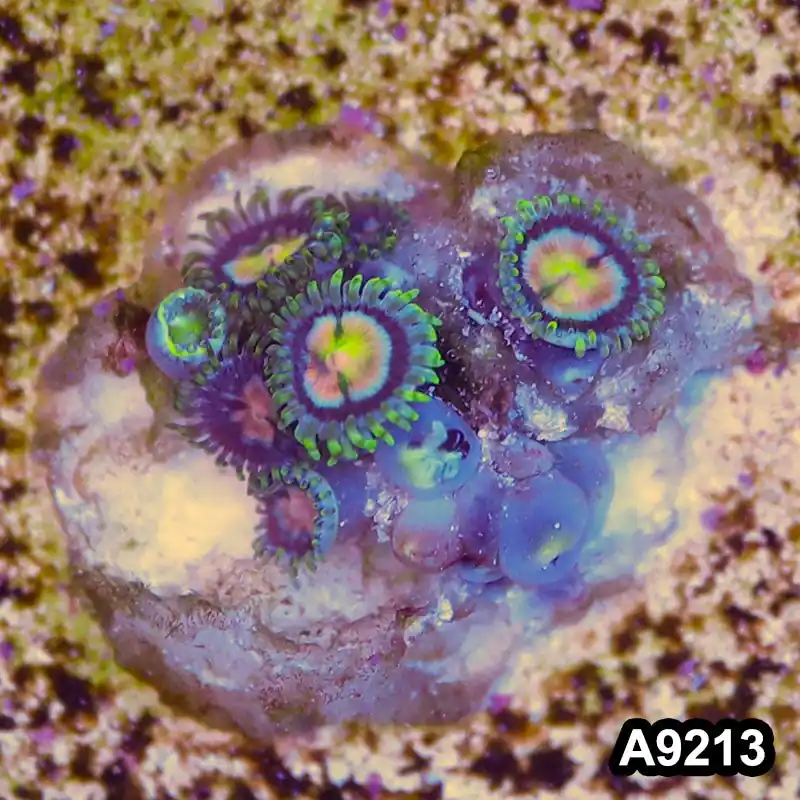 Item#A9213LP9213(S) WYSIWYG Vietnam Ultra Zoanthid Frag - Zooxae