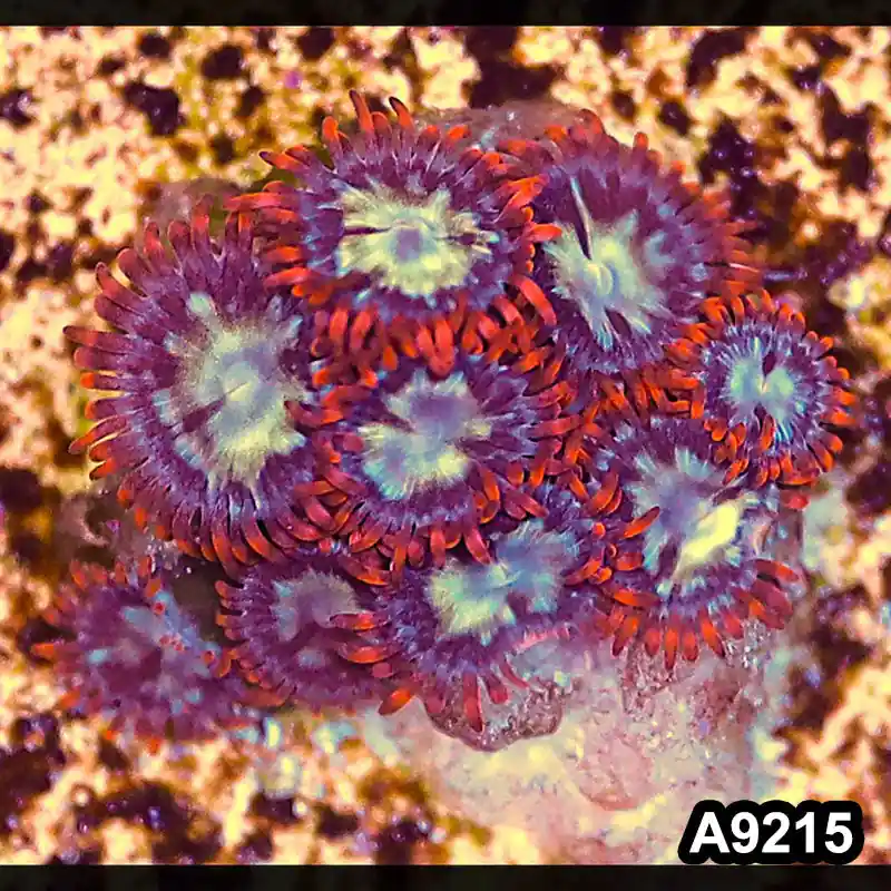 Item#A9215LP9215(S) WYSIWYG Vietnam Ultra Zoanthid Frag - Zooxae