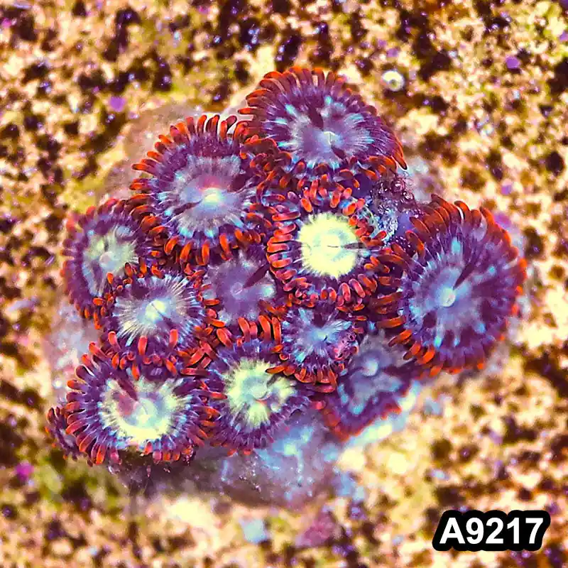 Item#A9217LP9217(S) WYSIWYG Vietnam Ultra Zoanthid Frag - Zooxae