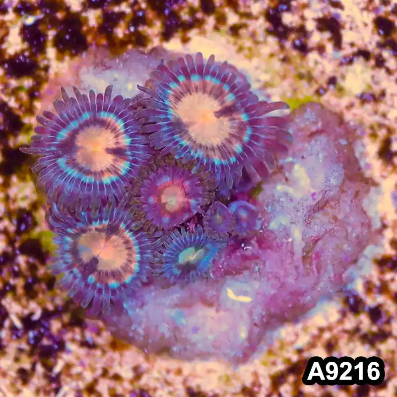 Item#A9216LP9216(S) WYSIWYG Vietnam Ultra Zoanthid Frag - Zooxae