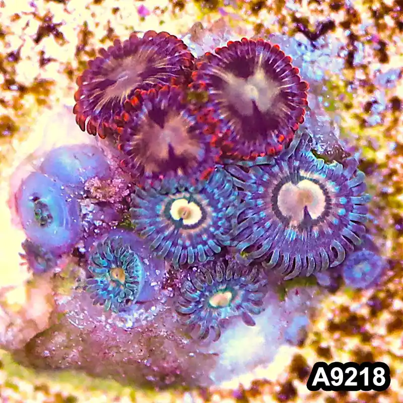 Item#A9218LP9218(S) WYSIWYG Vietnam Ultra Zoanthid Frag - Zooxae